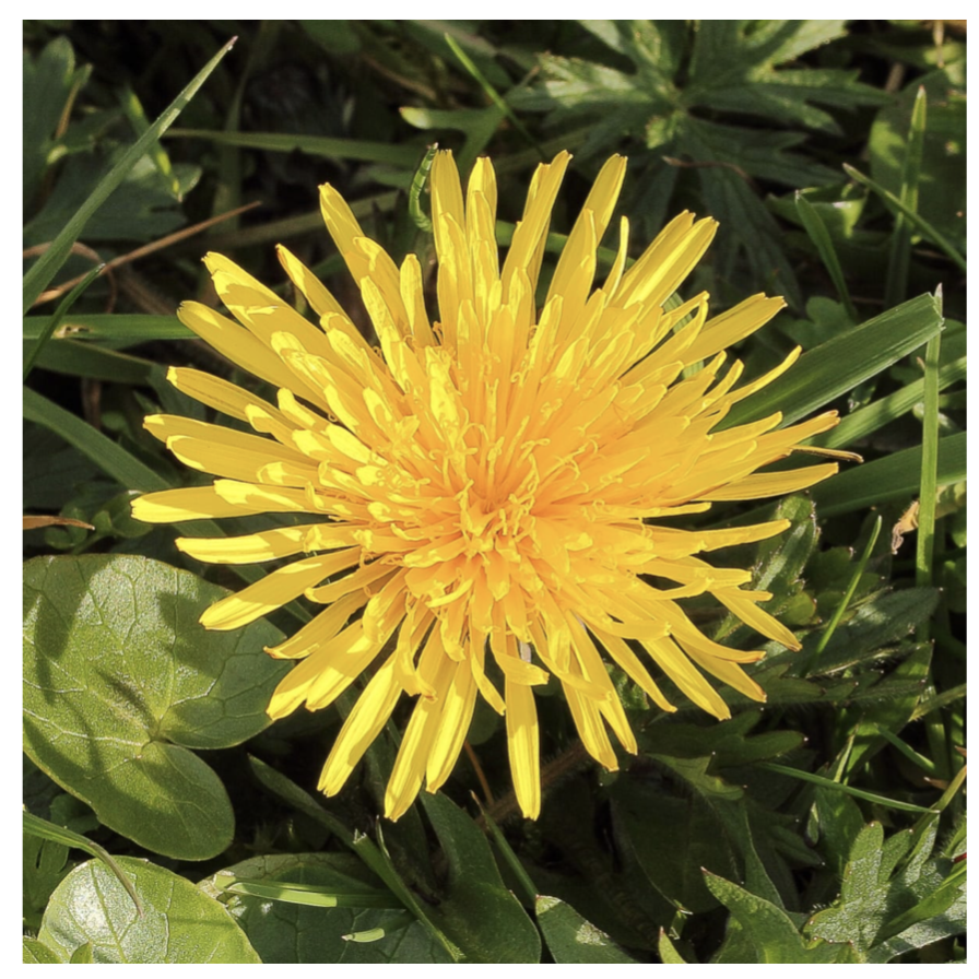 an image of a yellow dandelion